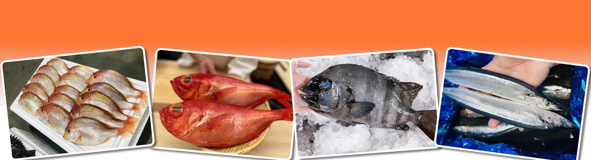 long8-��8(����)Ψһ�ٷ���վ