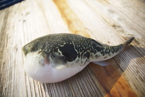 long8-��8(����)Ψһ�ٷ���վ