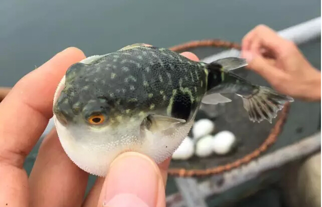 long8-��8(����)Ψһ�ٷ���վ